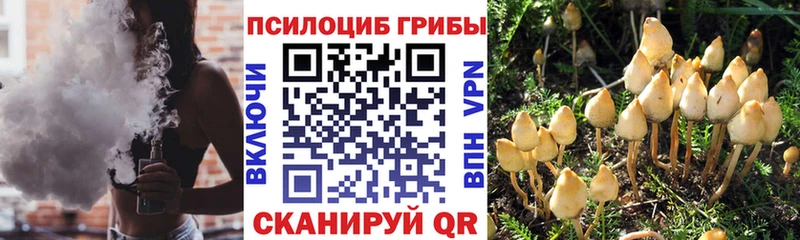 Купить где  Биробиджан  Псилоцибиновые грибы MAGIC MUSHROOMS 